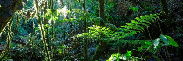 Où expérimenter un stage de survie dans la jungle amazonienne, Brésil ?