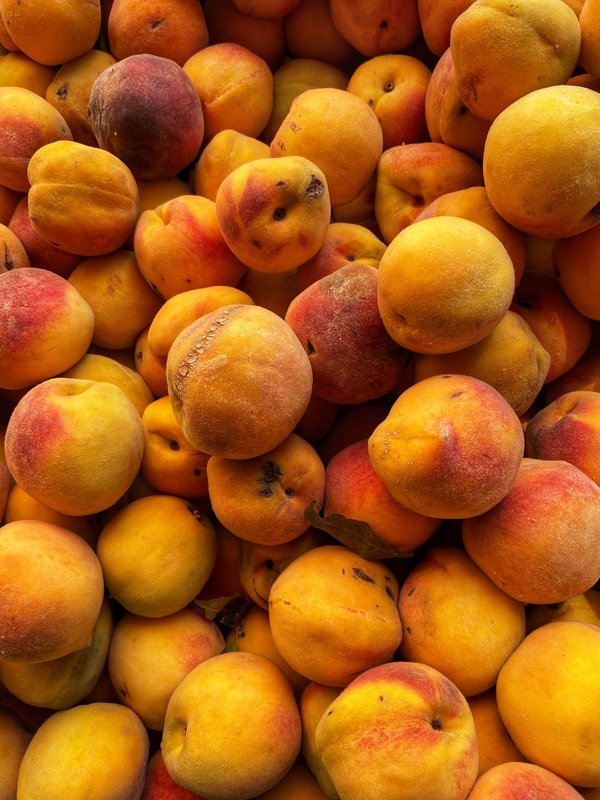 Comment découvrir les techniques traditionnelles de pêche à la mouche en Montana, USA ?